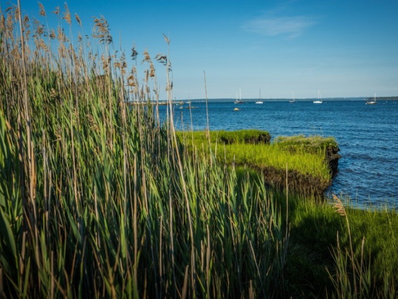 tall grasses on the edge of a large body of water
